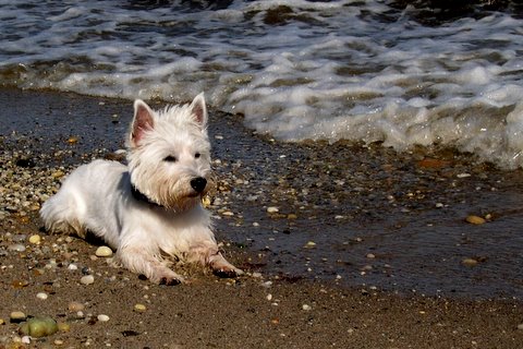 westie beach