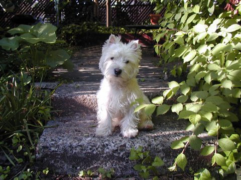 westie garden